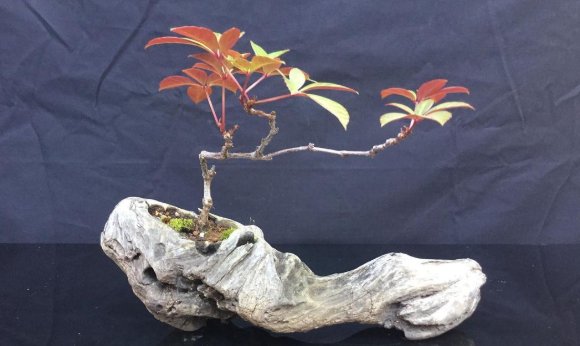 山野草，也高雅！