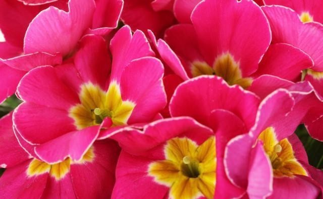 喜欢养花,冬季就养报春花,6点做好后,元旦春节开花多