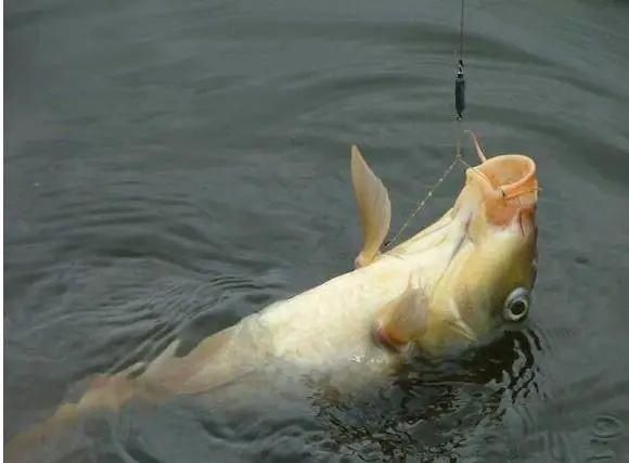 杂鱼|高手钓鱼教你野钓时,如何应付小杂鱼的用饵技巧,你学会了