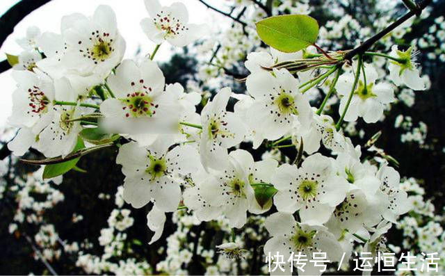 大道理|苏轼很有韵味的一首诗，告诉了我们一个大道理，做人要清清白白