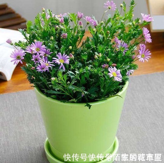 花朵|不招虫3种植物，放在家里又美又干净，心情也会变好，赶紧养1盆