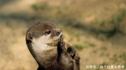 原文|《西游记》白龙马为什么不能说话? 原文给出了答案