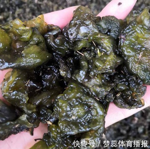 生长发育|这菜看起来很脏，实则营养很多，含钙量高，孩子多吃猛长个！