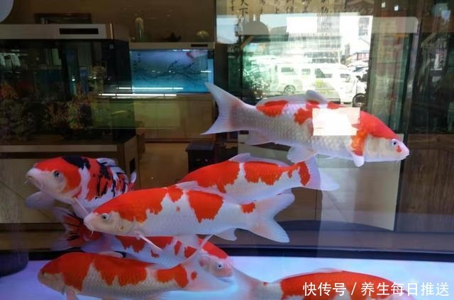 一招解决鱼缸里杂物过多的问题，再学不会，我们就别养观赏鱼了！