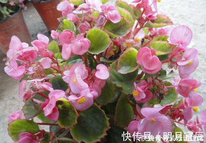 花卉|此1种花,花期超长,能开9个月,养一盆天天有花看