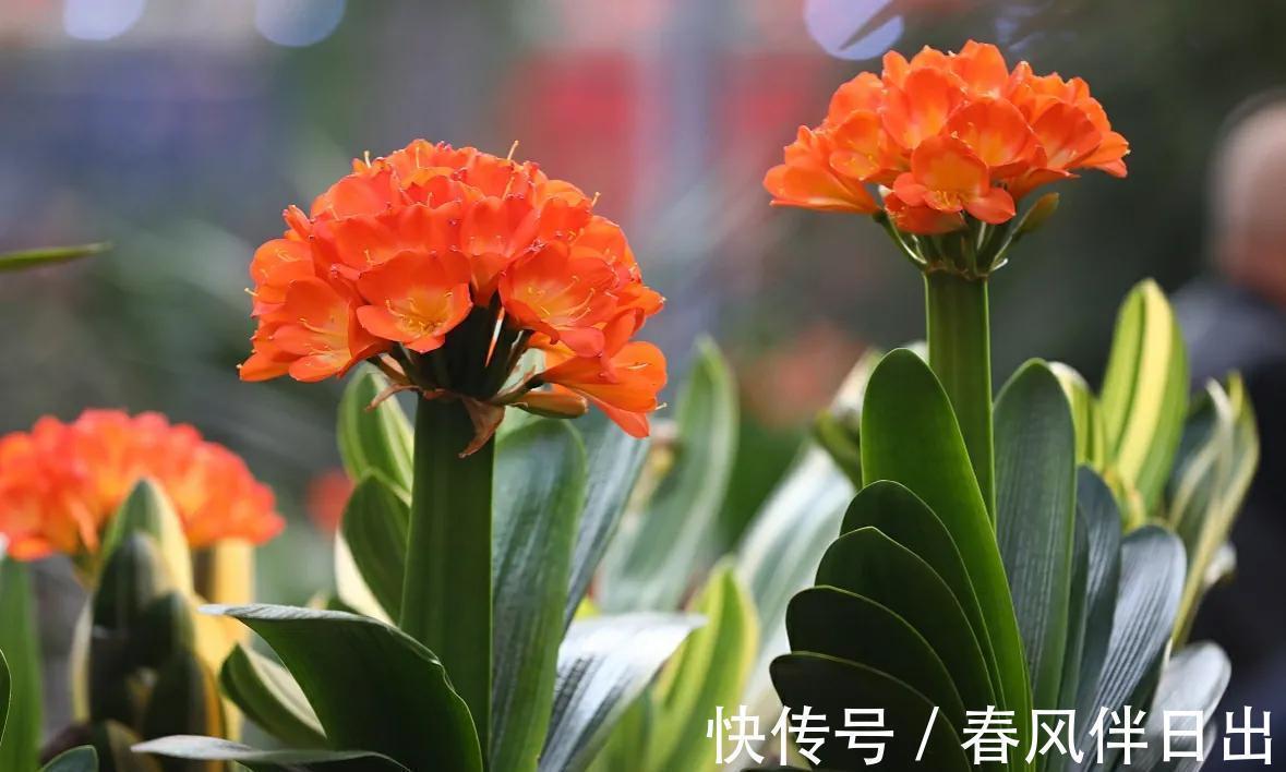 适合秋季养的10种花,代表冬天还能做年宵花,养在家里红火喜庆