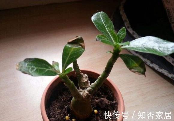 原产地|沙漠玫瑰叶子发黄掉落怎么办,别着急沙漠玫瑰叶黄解决方法看这里