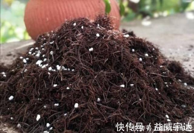 养分|松针土养花,提前做好这几步,疏松透气,养分充足!