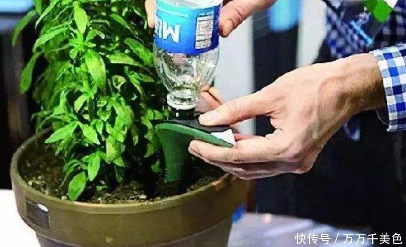错误方法|冬天浇水4种“错误方法”,好多人不相信,最后浇1盆烂1盆!