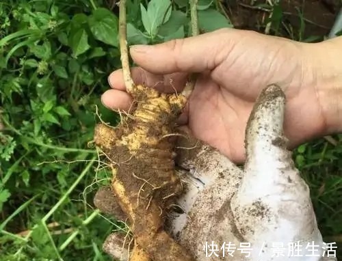 江西民间草药|人称“山胡萝卜”,能补虚安神抗肿瘤,若有幸遇见,请引起重视