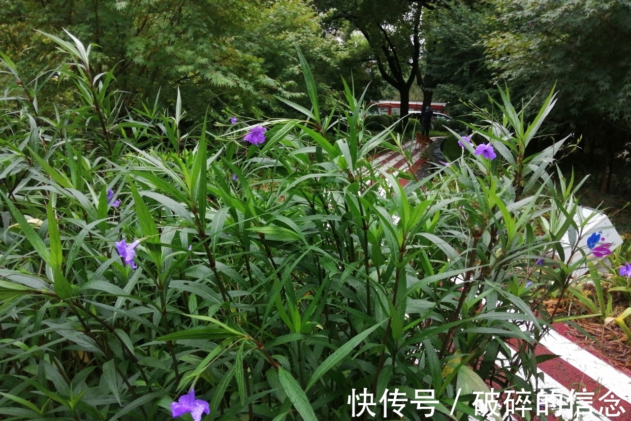 秋空&七绝:雨中访花(新韵)三首