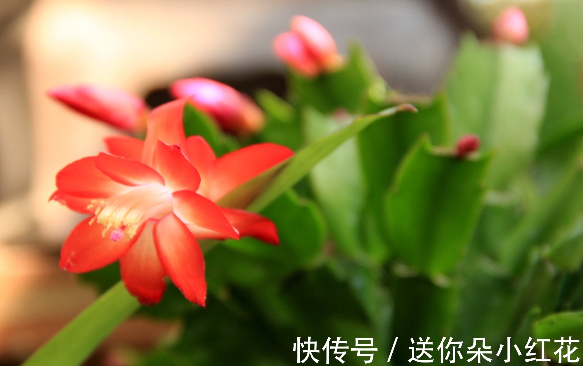 花草在精不在多！秋冬备齐这“3种”，每天都能有花欣赏