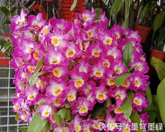 9种花不用花钱买,掐根枝条插土里,2周即可生根,好养易成活