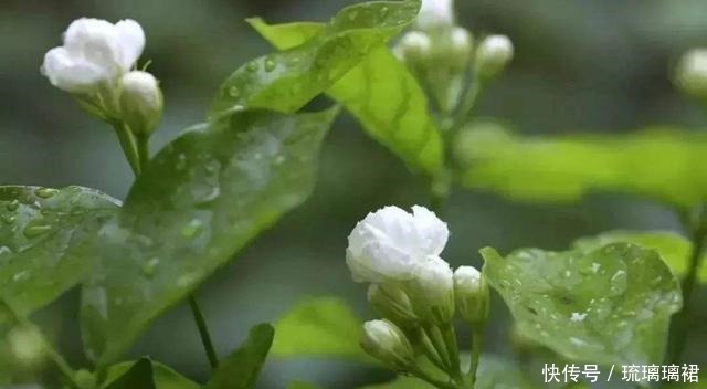 2种生命力顽强的花,一根枝条就是一盆,这个夏天还能开花!