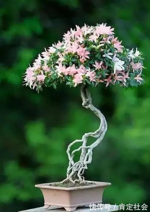沙土|提根盆景的制作并不难，但做到了极致，以根代干，可以从头美到脚