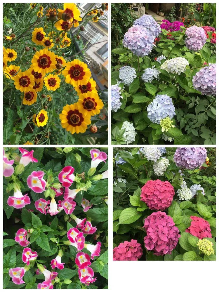 养多肉会上瘾,3年养了500多盆,既美化了环境又愉悦了心境!