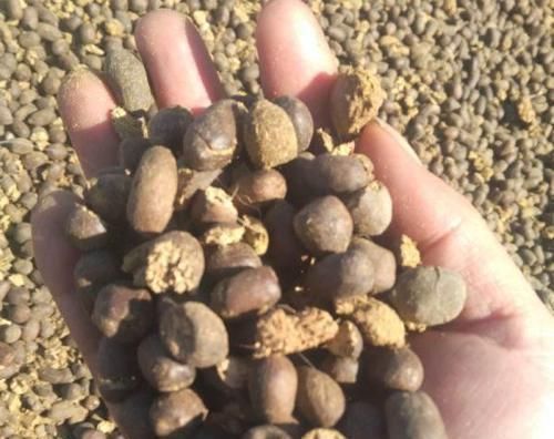 4种“垃圾”捡回家，埋在花盆下，啥花都越养越旺，叶绿开花久