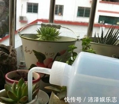 土壤|8月养多肉，出现3个“信号”要懂，要不腐烂、黄叶，剩下空盆