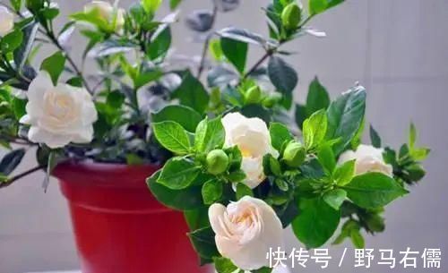 富贵竹|爱喝“啤酒”的4种花,隔几天喝1杯,不施肥也呼呼长