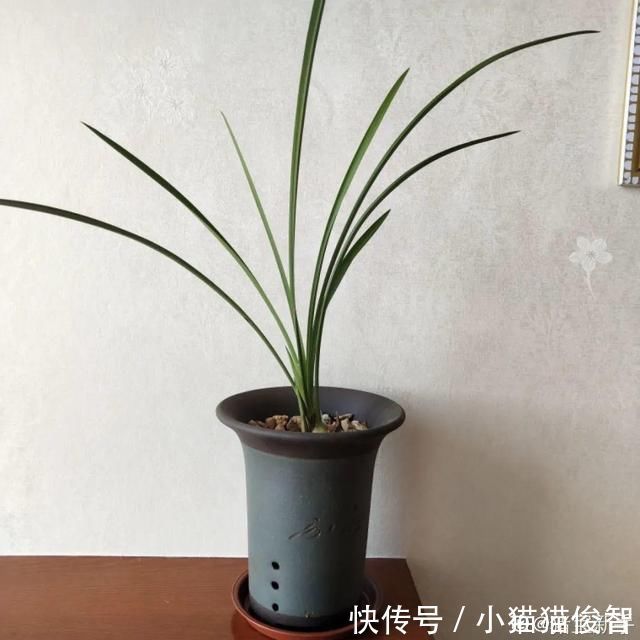 5种花盆养花,怪不得都死了,全是样子货