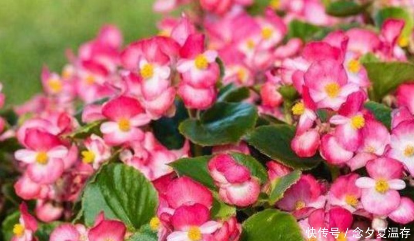 5种花堪称“开花机器”,365天都在开花,阳台变成小花园!