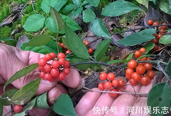 清热解毒|被称之为“药王”，农民称它治百病的抗癌草，现在市场1千元一斤