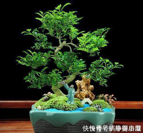 叶片|3种花越养越旺,养成老桩盆景更值钱,摆在家里惬意美好!