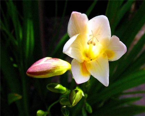 小苍兰只长叶不开花教你3个养护小苍兰的妙招，别说没提醒