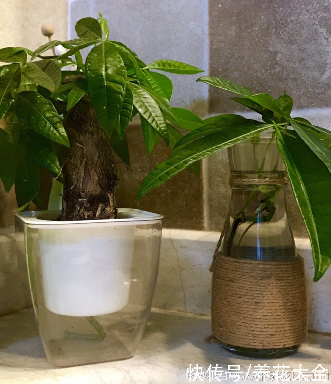 旧筷子、老干妈瓶别扔,拿来养花效果好,省下一笔养花钱