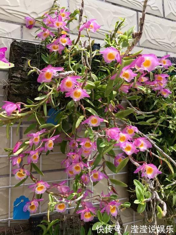 还在养绿萝家里养盆“香香花”,好看好闻,清香四溢精神好!