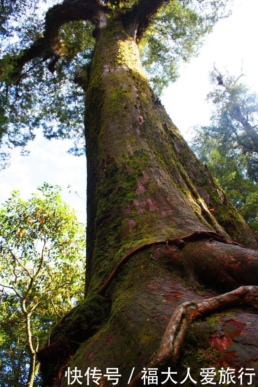 亚洲树王2300岁高龄，就在阿里山，需十几人才能合抱