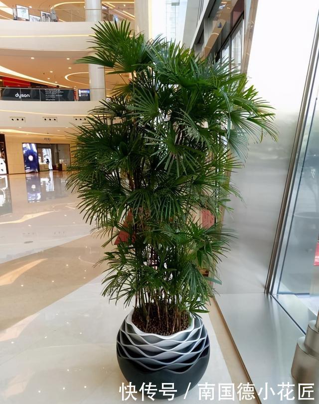 植株|分株繁殖是什么?这几种花卉适合分株繁殖,好生根开花多