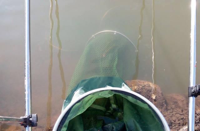 打工仔回到家乡,再钓一次故乡河里的小鱼