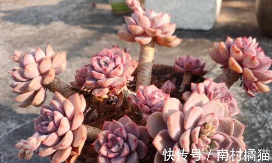 叶片|多肉植物红粉佳人养护指南:抓住4点要求,上色出状态易