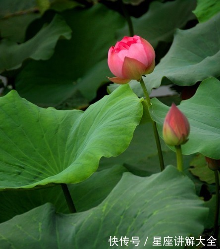 桃花|进入8月中旬，吉星关照，4属相桃花朵朵，爱情圆满幸福