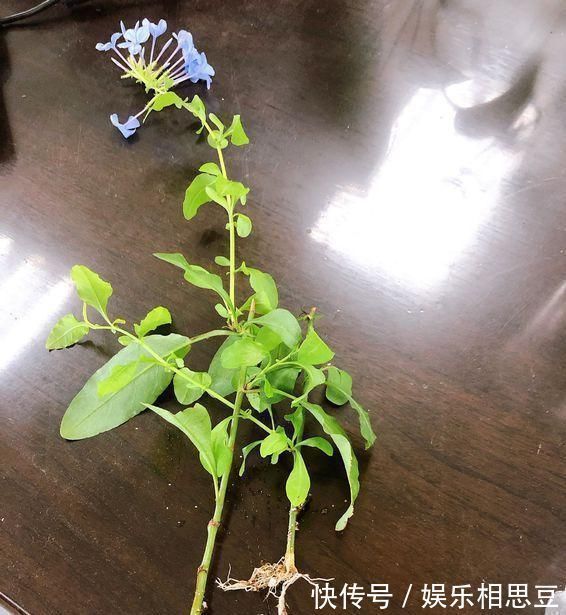 5种花开完后,剪下的枝条不要扔,活性高适合扦插,一插一大盆