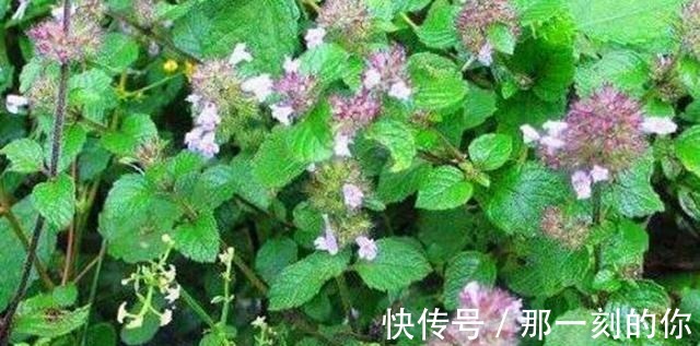 油性皮肤|农村这种野草随处可见,以前被红军挖来充饥,可为油性皮肤做护理!