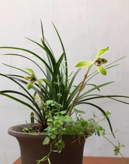 阳台养兰花,牢记掌握“3个要点”,不烂根无病害,出芽率高