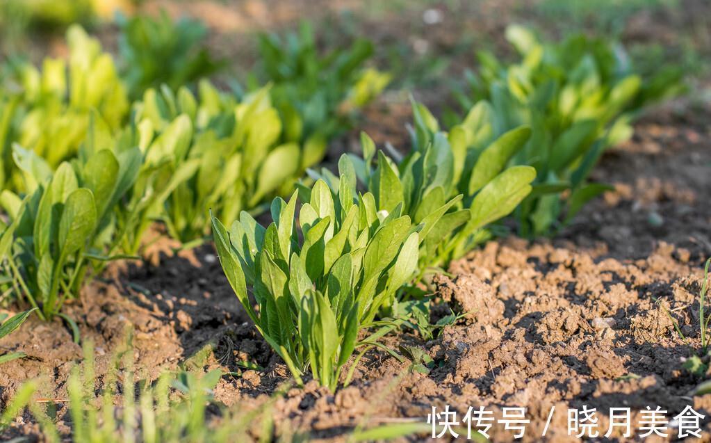 秋菠菜如何种?五句老话可作参考,因这5句老话是秋菠菜播种5要素