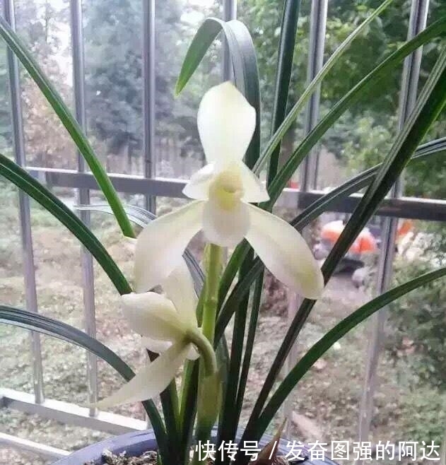 被耽误的“良心”好兰花,开花后气度非凡,珍品荷瓣,是传世极品