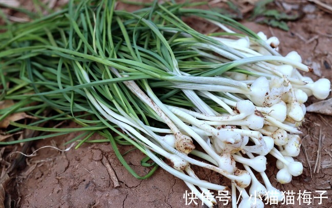 益母草|66种野菜大图片，带你见识不同的野菜和吃法，你想要的野菜这里有