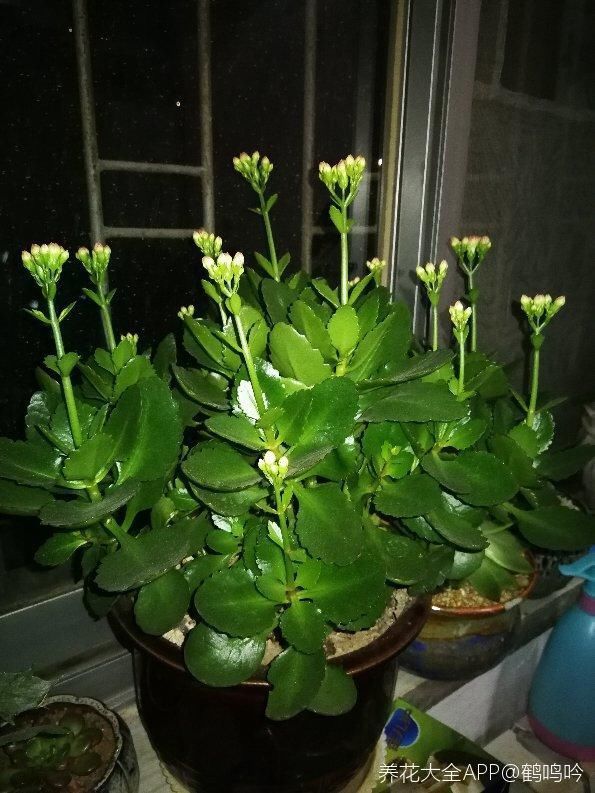 3种花,千万别养成老桩,越老越不爱开花