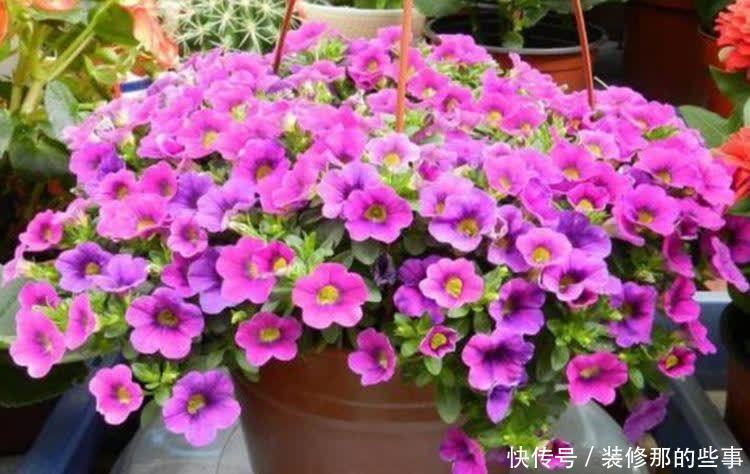春天“4种花”赶紧养起来,养在哪里都爆盆,好运到来