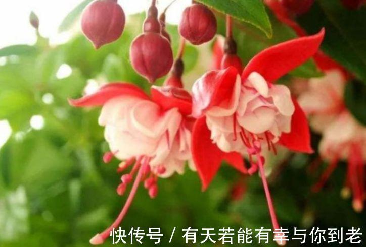 春天养此款花卉,不用操啥心,花色繁多易爆盆,娇艳欲滴