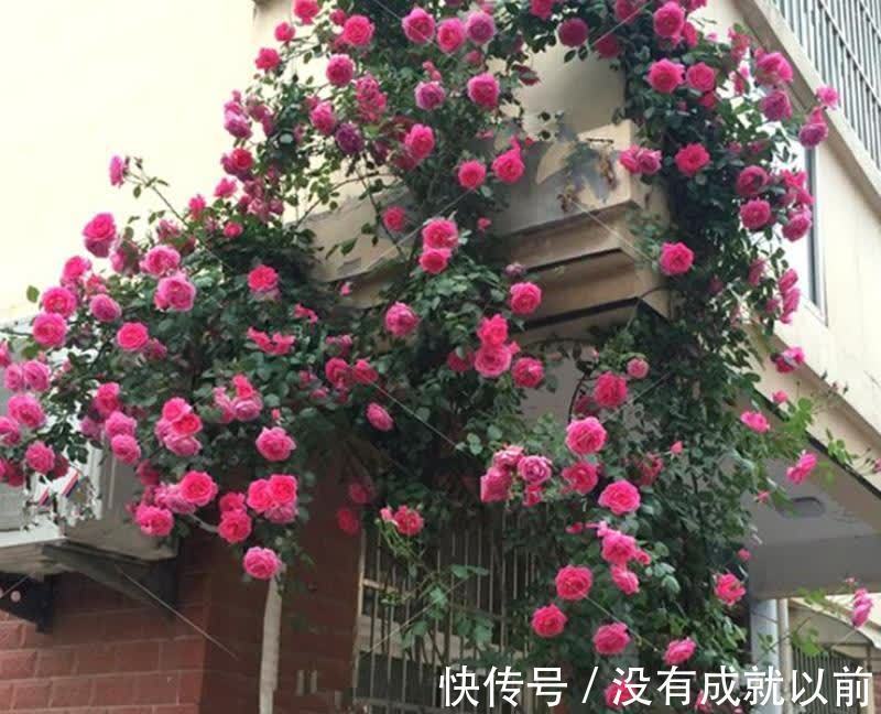 花海|高层阳台,建议安排2类花卉,一类长成花海,一类长成花瀑布
