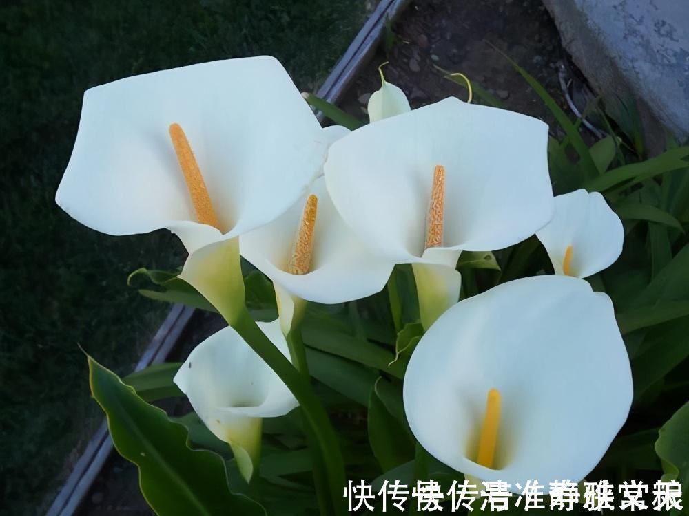 马蹄莲|4种有害的花不能放客厅,家有老人小孩要注意,赶紧清理掉