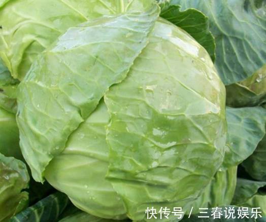 维生素u|爱吃卷心菜的人当心了,它的这个特性值得知道,赶紧告诉家里人
