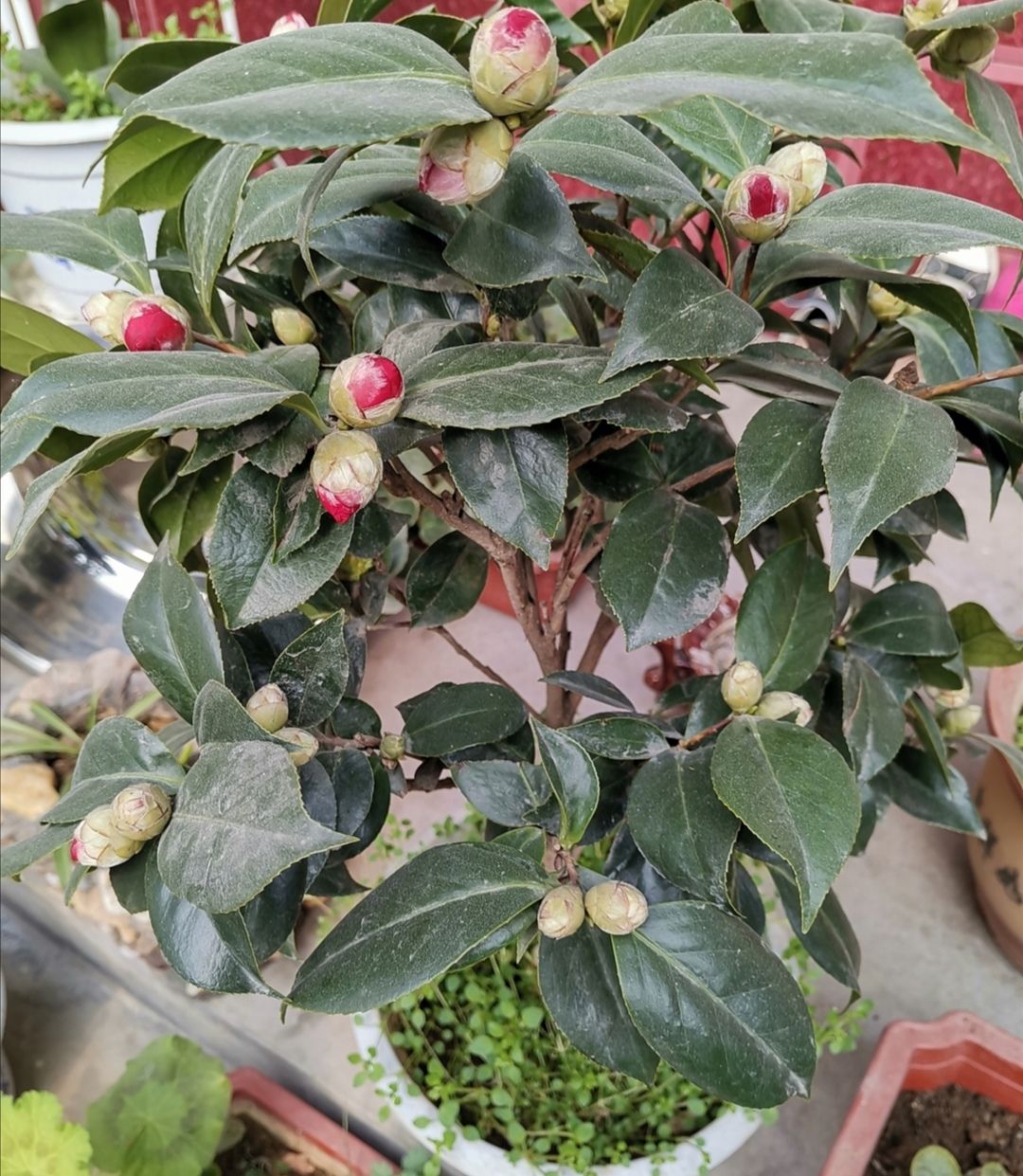 茶花掉花苞,多是4个原因造成,要及时调整养护方法