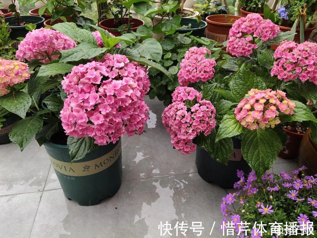 9个开花劳模,施肥不能停,不然越养越差劲
