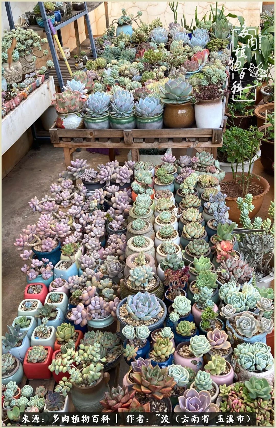多肉|遇见即美，花事未荼蘼！种一桌子多肉，看花开花落！